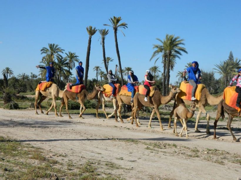 camel ride 65