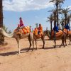 camel2 (Copier)