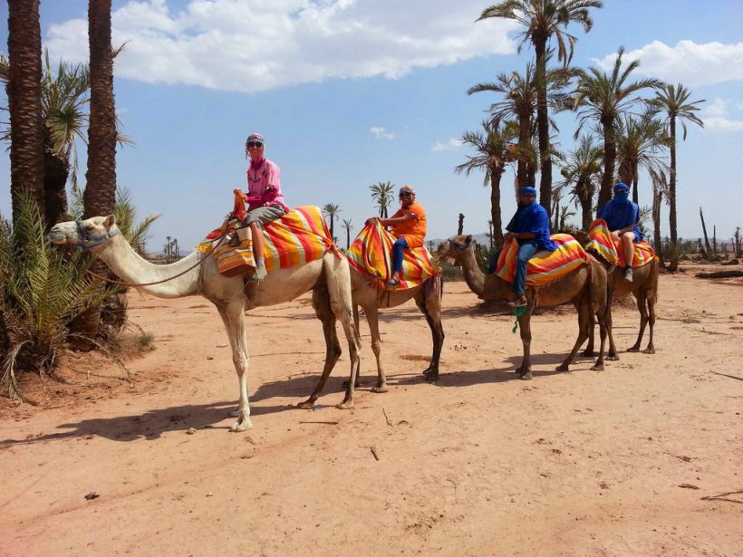 camel2 (Copier)