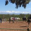 cheval (Copier)